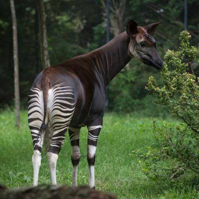 Okapi Damisi