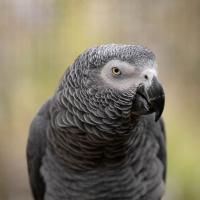 African Gray Parrot at the Zoo