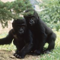 two adolescent gorillas