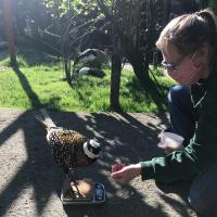 Zookeeper weighing Bird