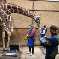 Giraffe vet work