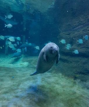 Young manatee