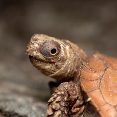 Black-breasted Leaf Turtle