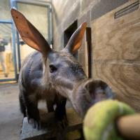 aardvark training