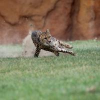 Cheetah running