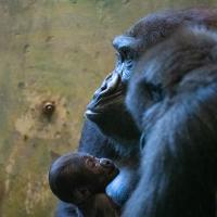baby gorilla with mother