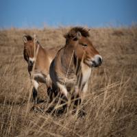 Przewalski's horses at The Wilds