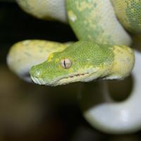 green snake looking snakey